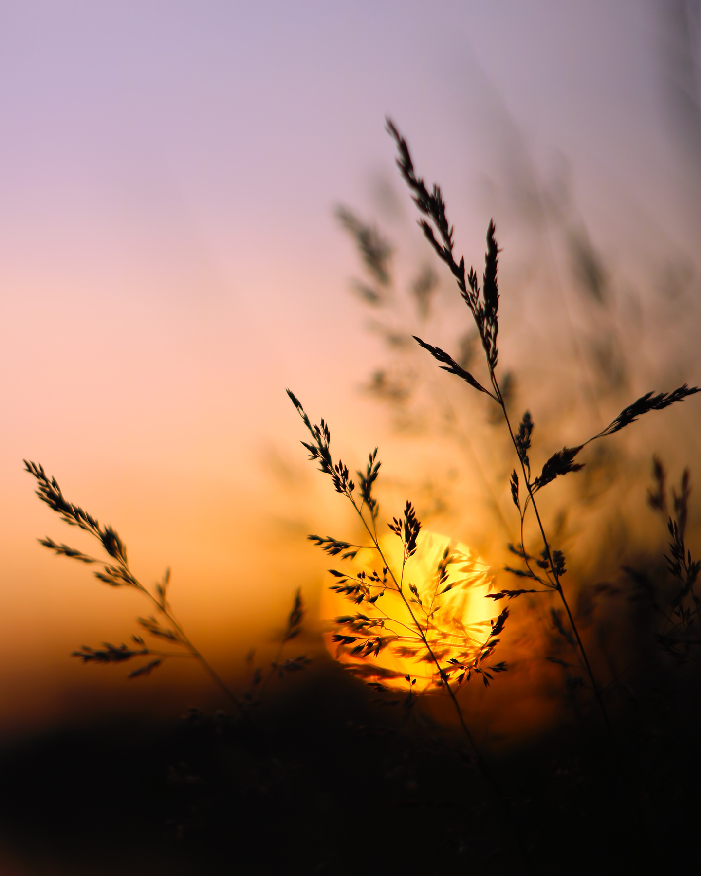 Сиреневый закат закат трава вечер растения макро красота