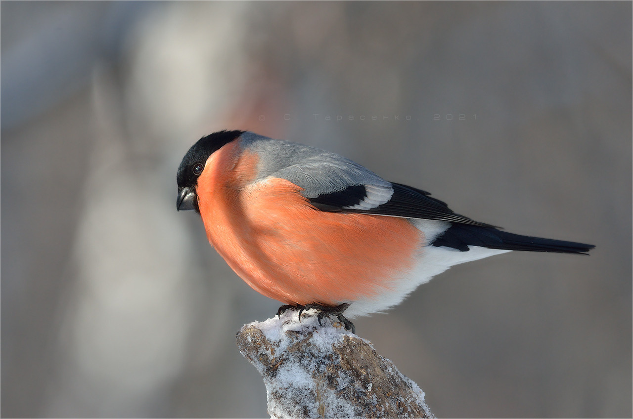 * фотоохота снегирь птица природа зима дикие птицы pyrrhula