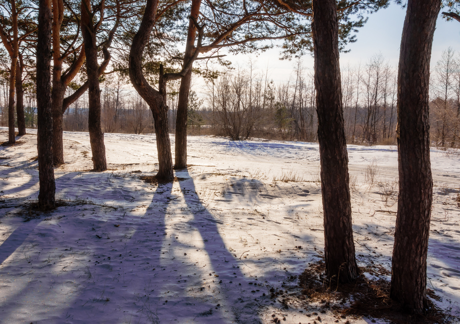 Солнечный февраль пейзаж природа зима день снег тропинка лес сосны солнце Сомово