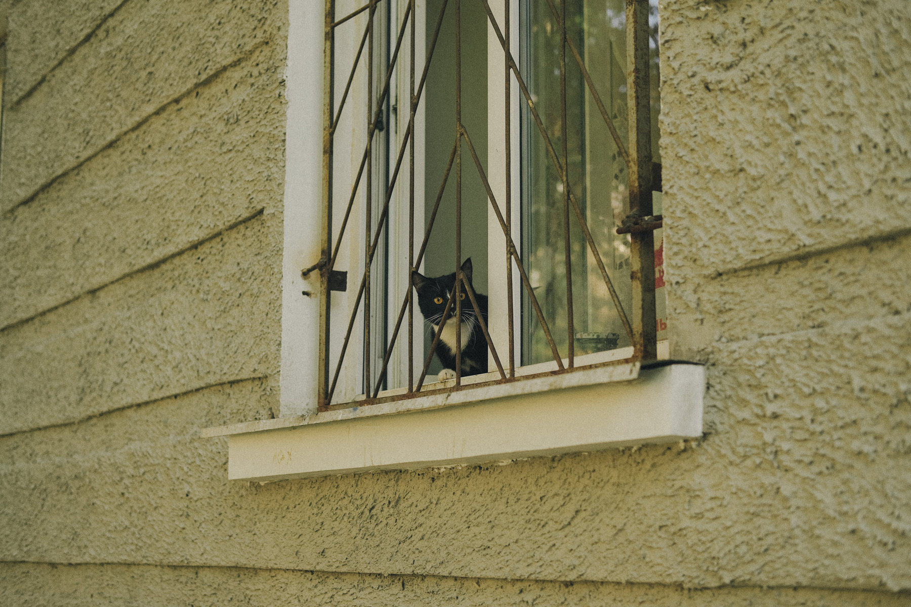 *** Кот окно