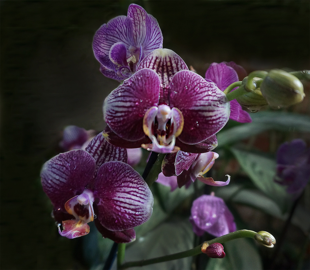 *** орхидеи
