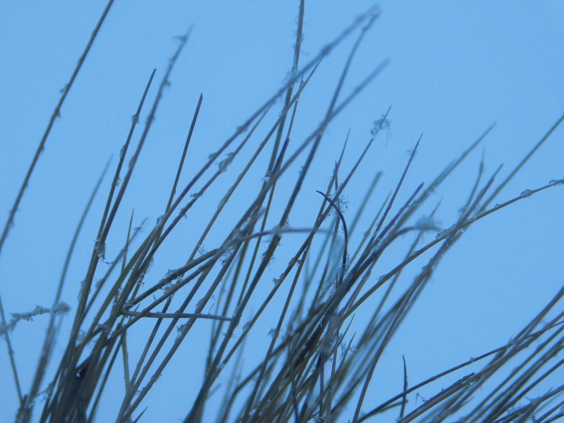 Зимняя трава Трава природа зима синий белый снег пейзаж небо