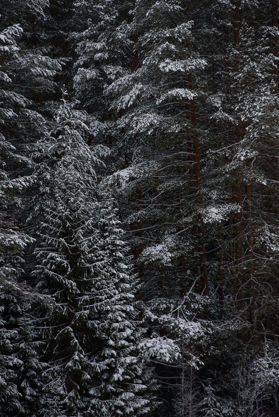 *** осень зима сезон лес стена текстура фактура снег край белый темный черный глубокий фон абстракция заморозок иней холод художественный плотный картинка открытка