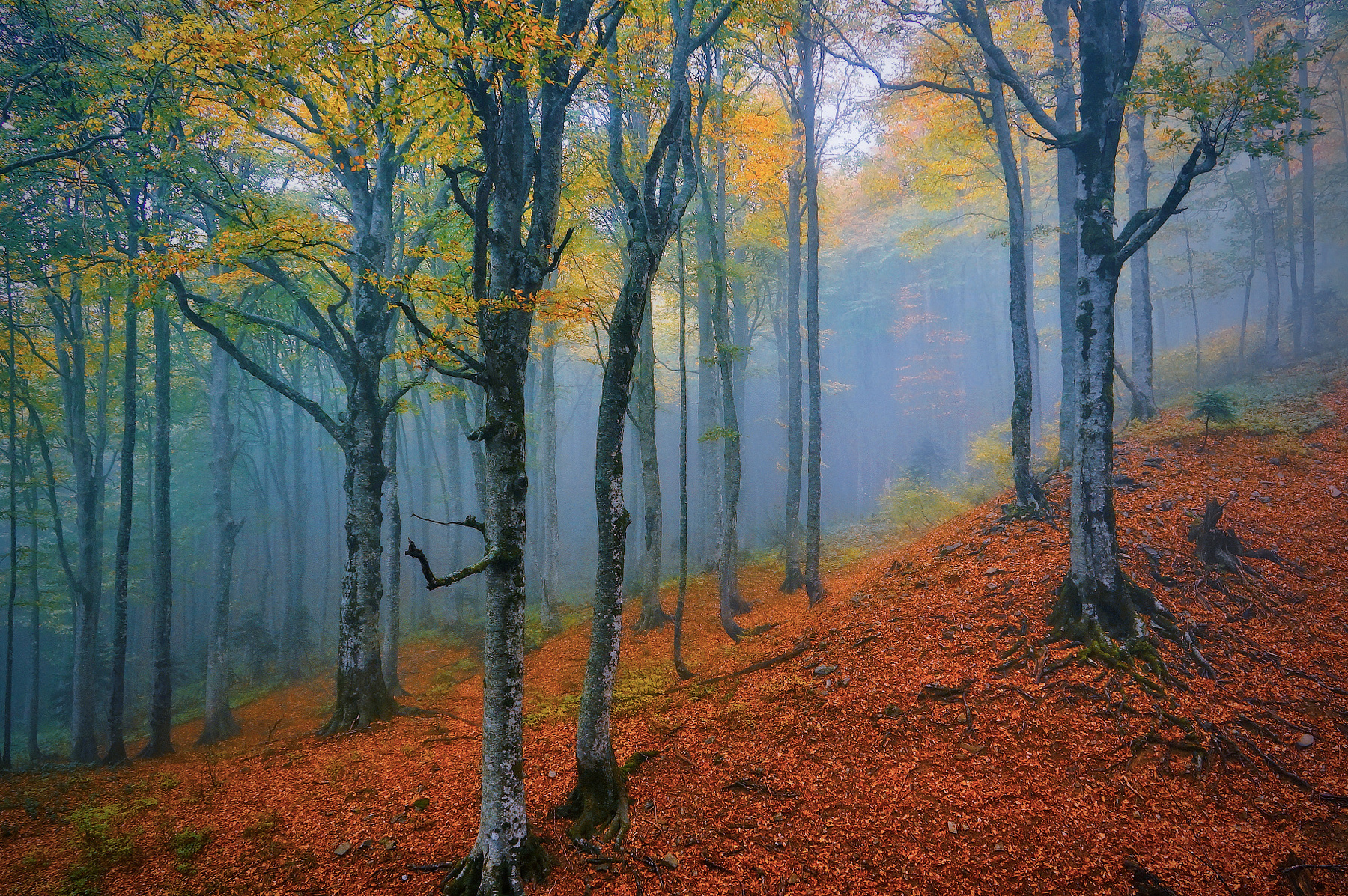 Туман в буковом лесу горы Кавказ осень туман