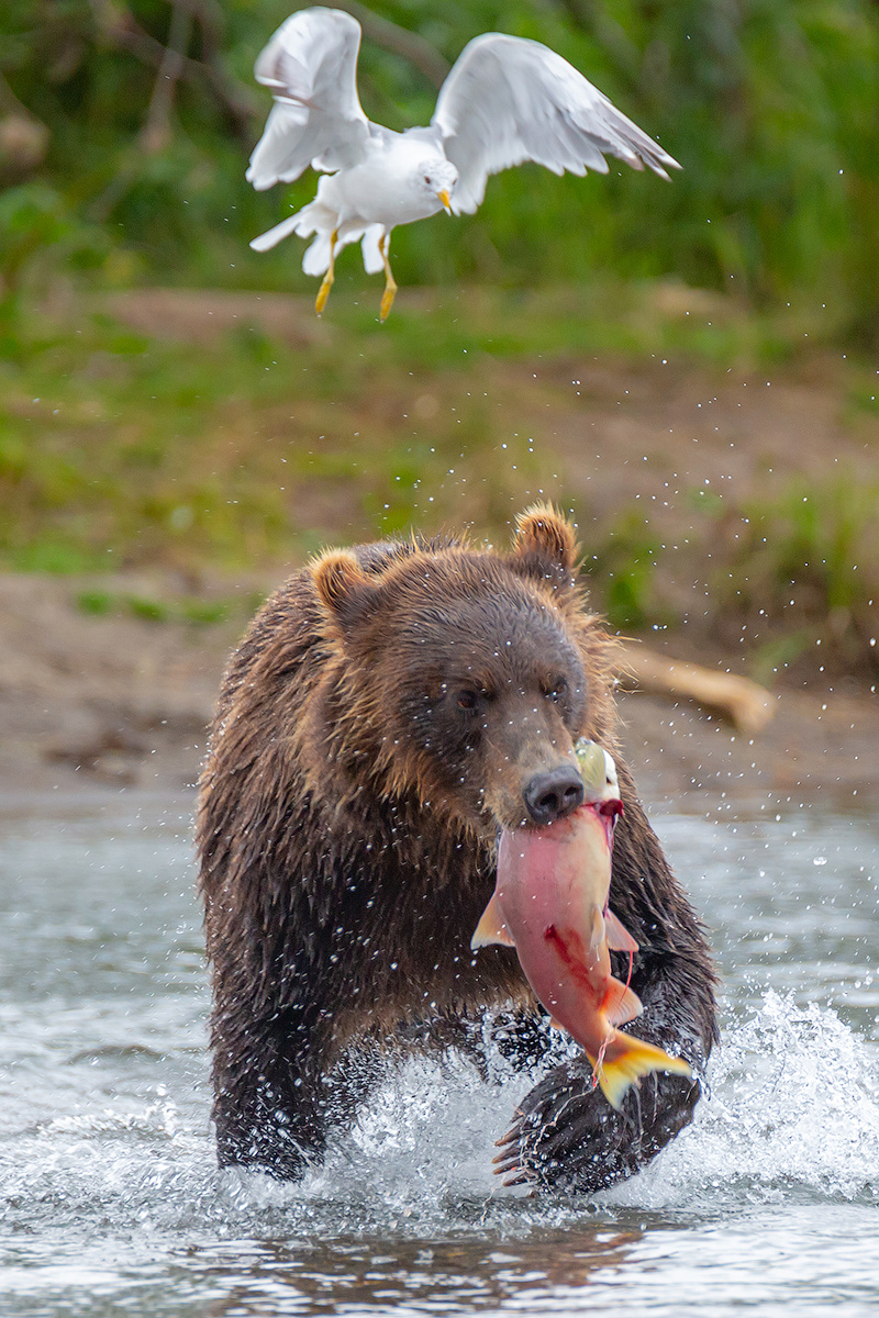 Не убежишь!!! камчатка медведь природа путешествие фототур животные лето