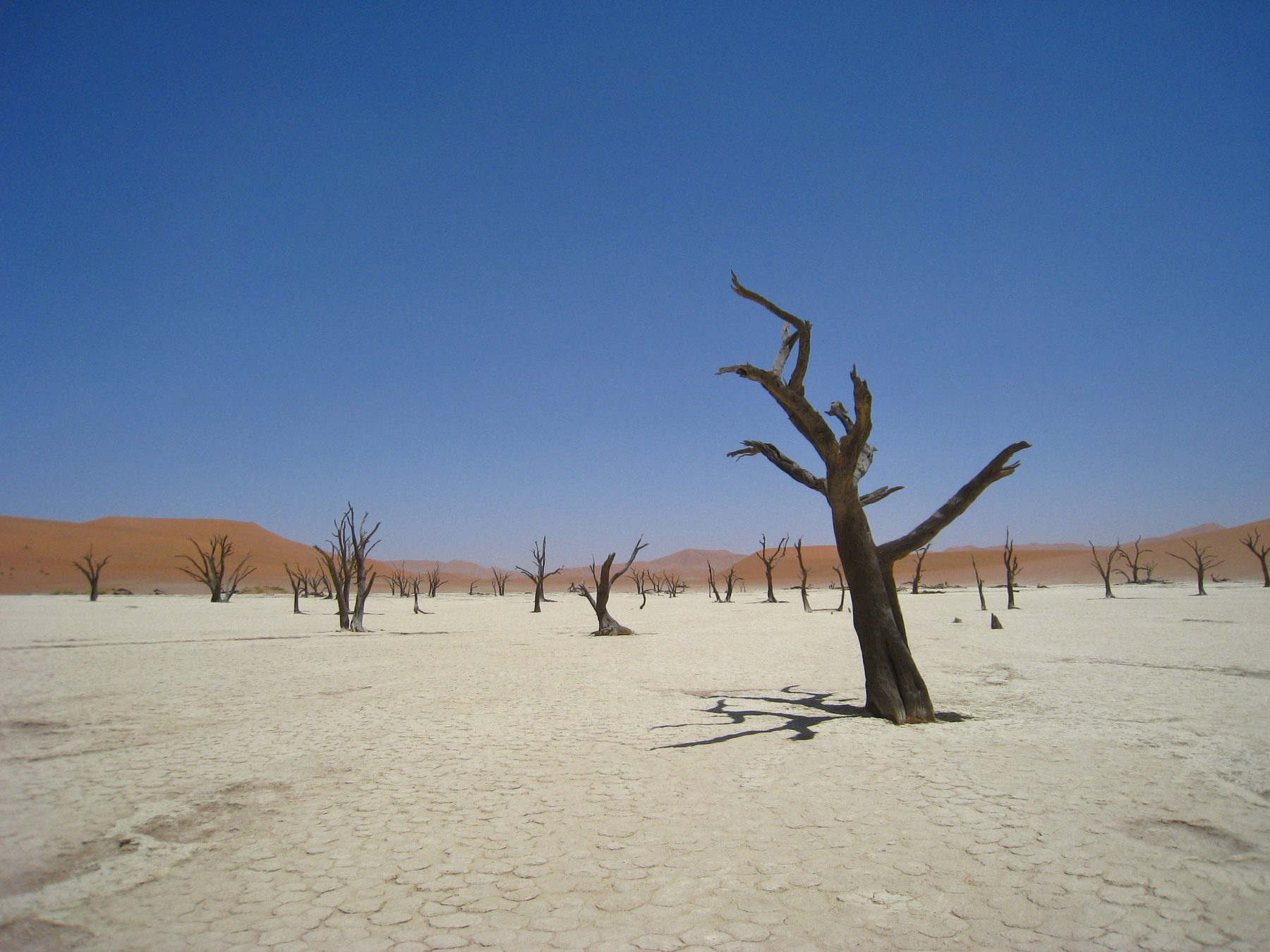 Deadvlei, Намибия. Намибия дерево пейзаж озеро природа скалы