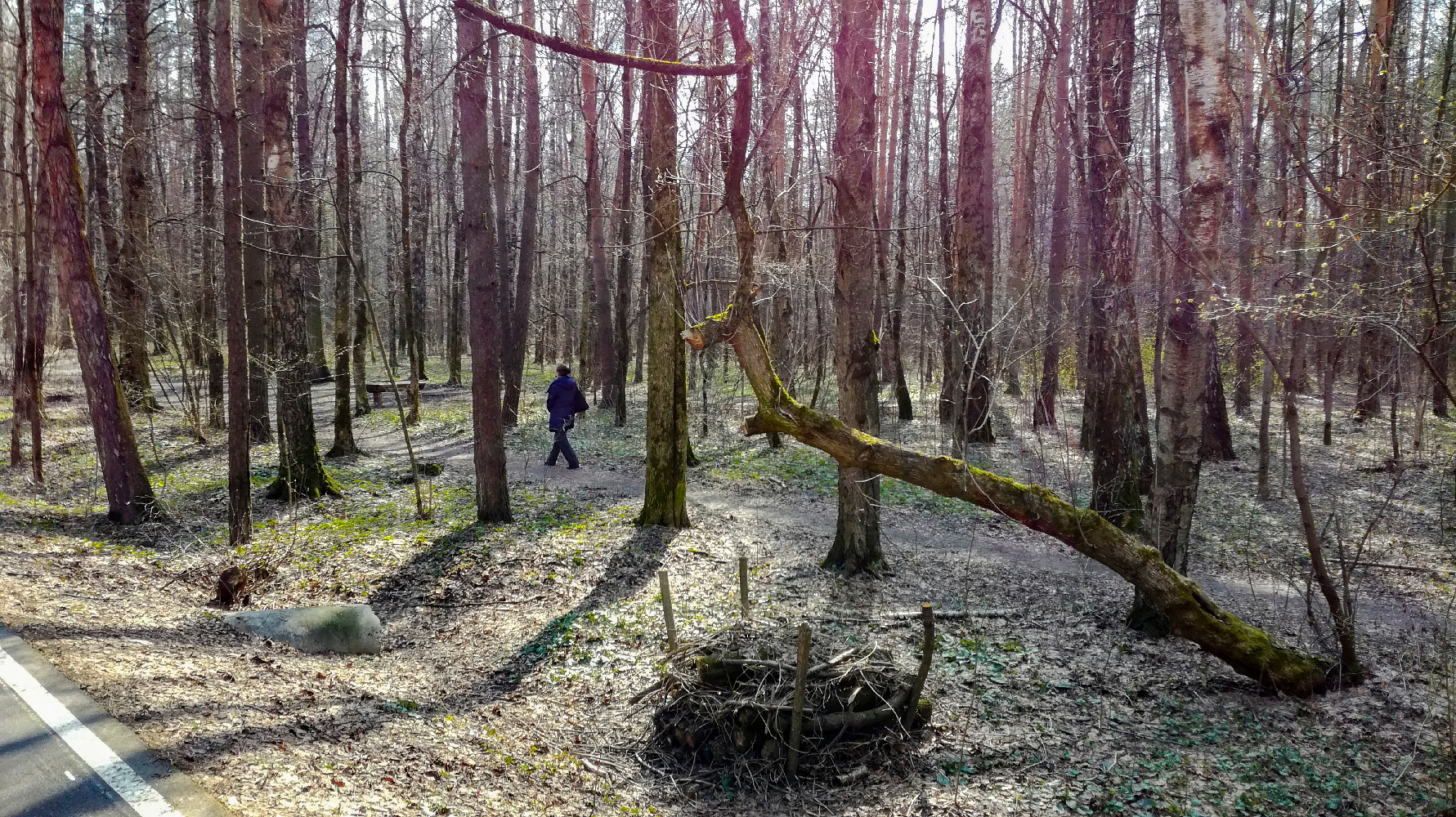 Лесной олень в апреле... Москва лесопарк Лосиный остров апрель