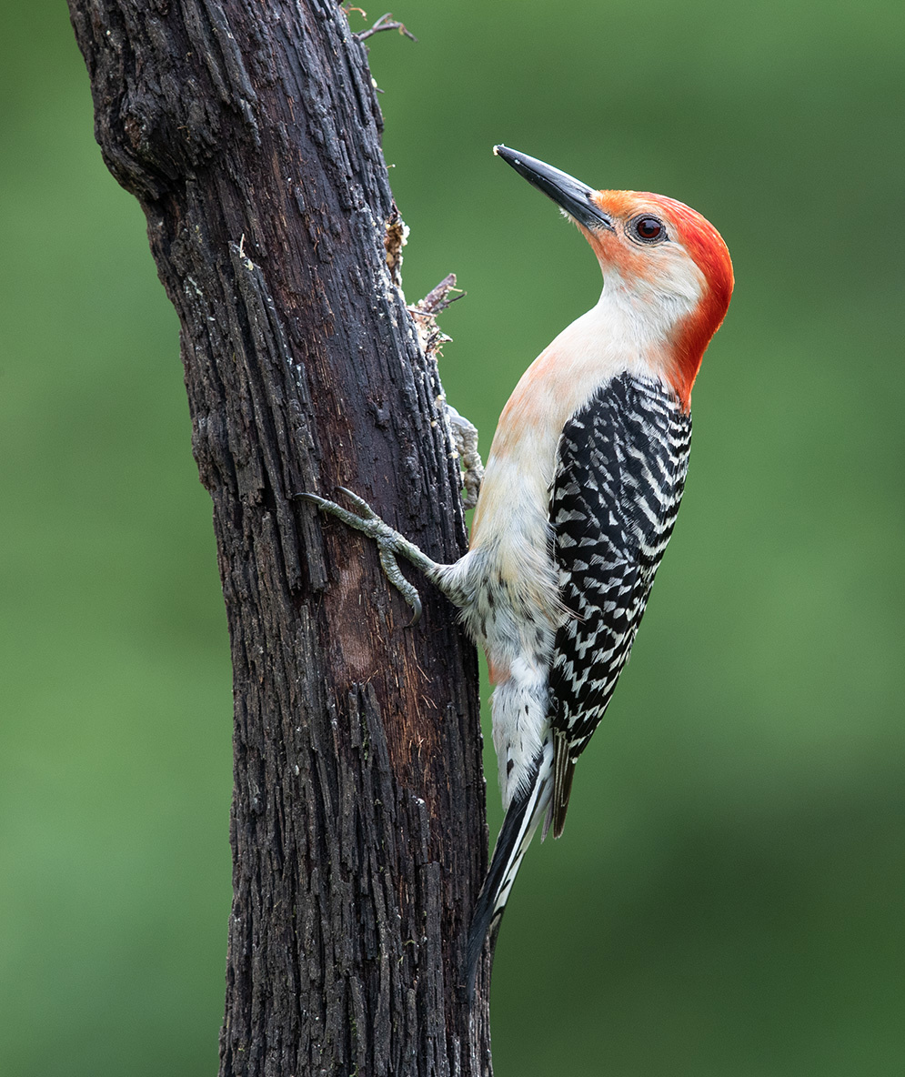 Каролинский меланерпес -Red-bellied Woodpecker 