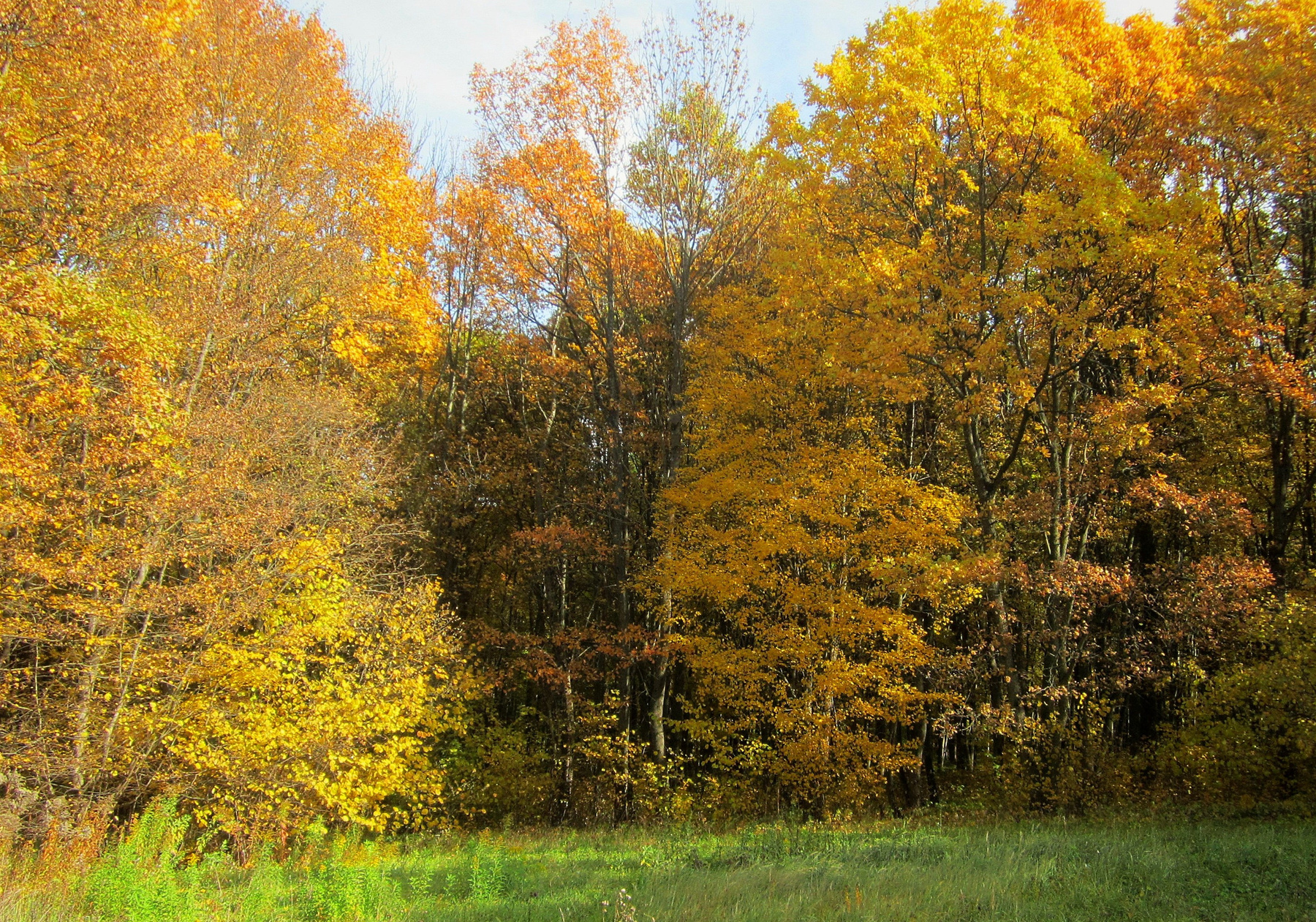 Октябрьские краски Лес октябрь осень