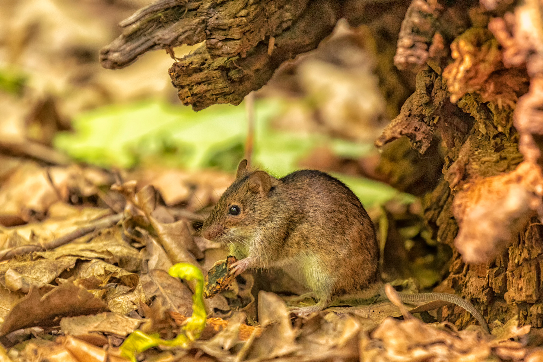 Мышонок фауна природа мышь мышка мышонок