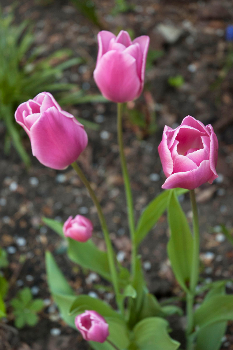 Тюльпаны. весна природа цветы