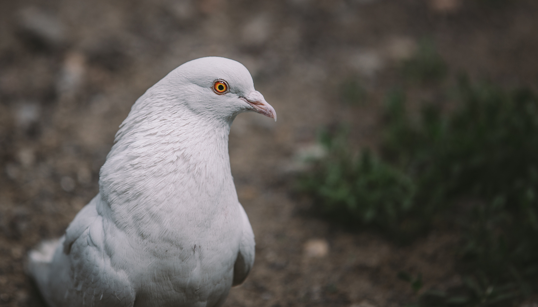 White dove Птицы голуби Canon природа