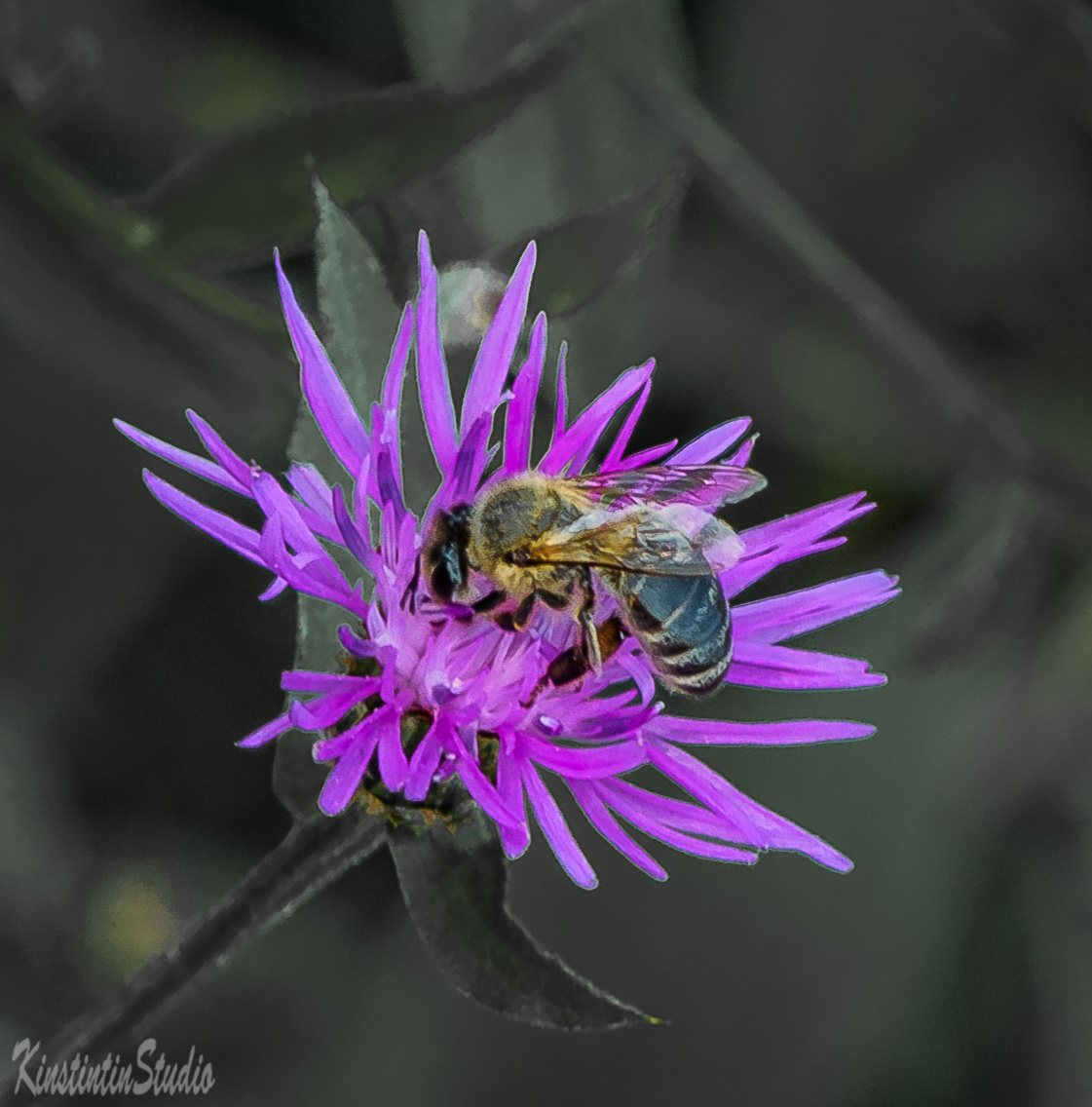 Пчела и цветок... пчела цветок лето август