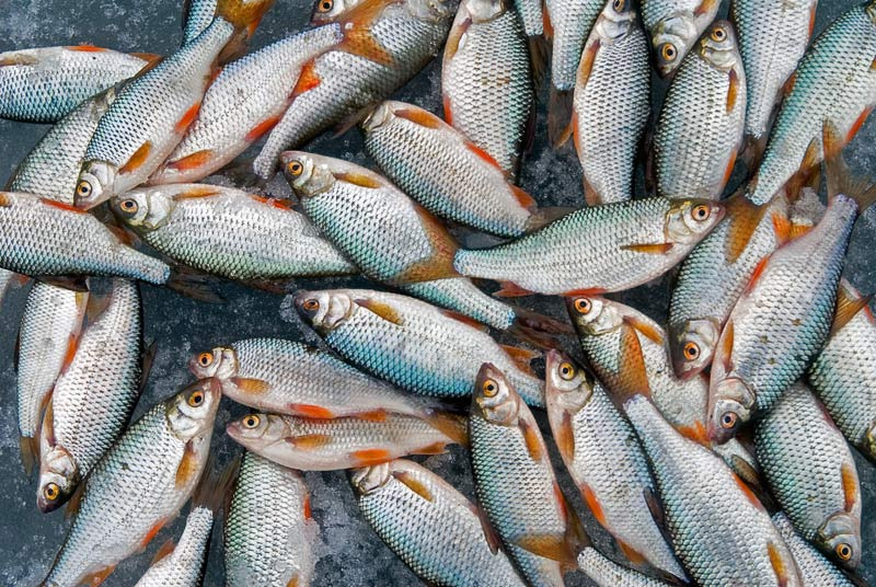 Серебро плотва рыба зимняя рыбалка