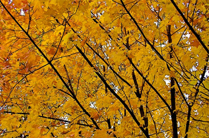 золотое время года листва осень деревья