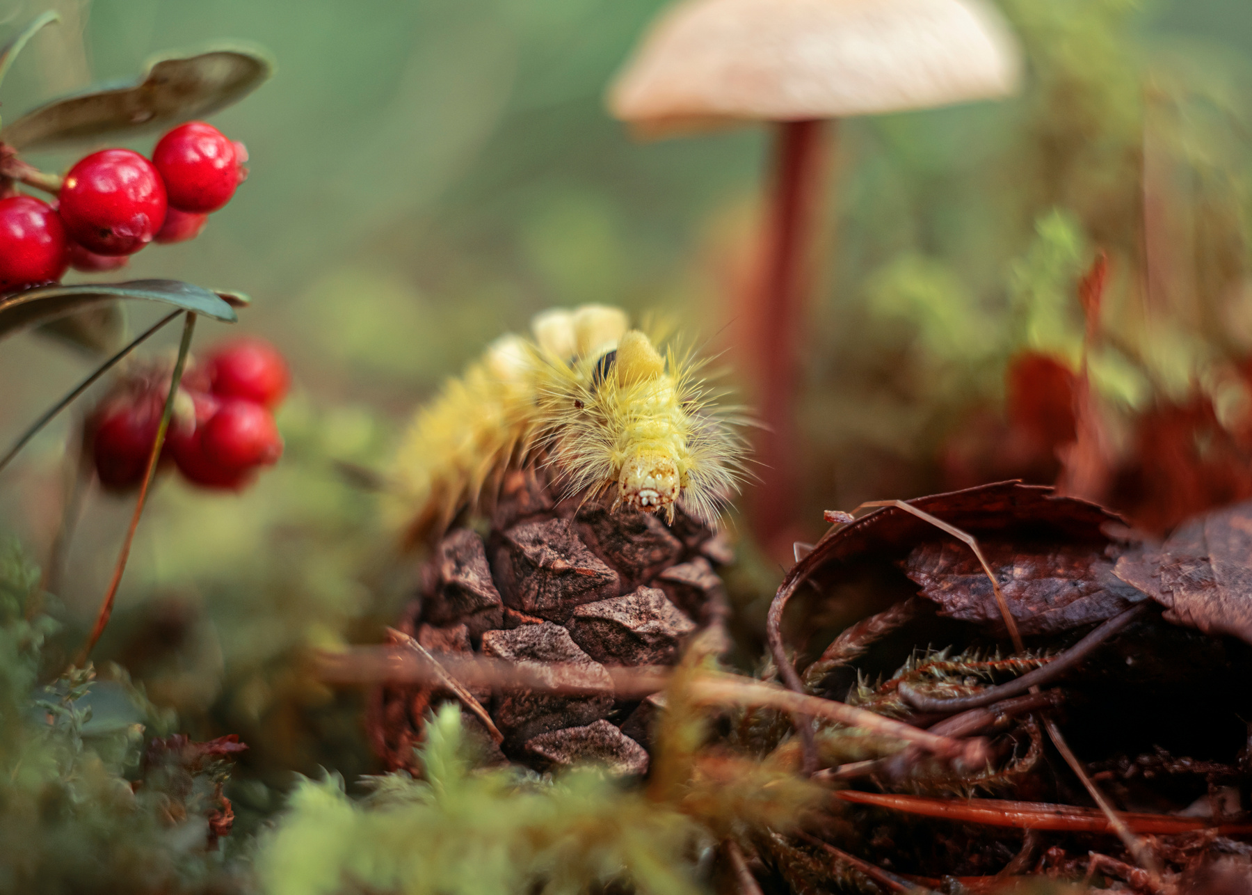 *** гриб лес природа макро ягода брусника гусеница