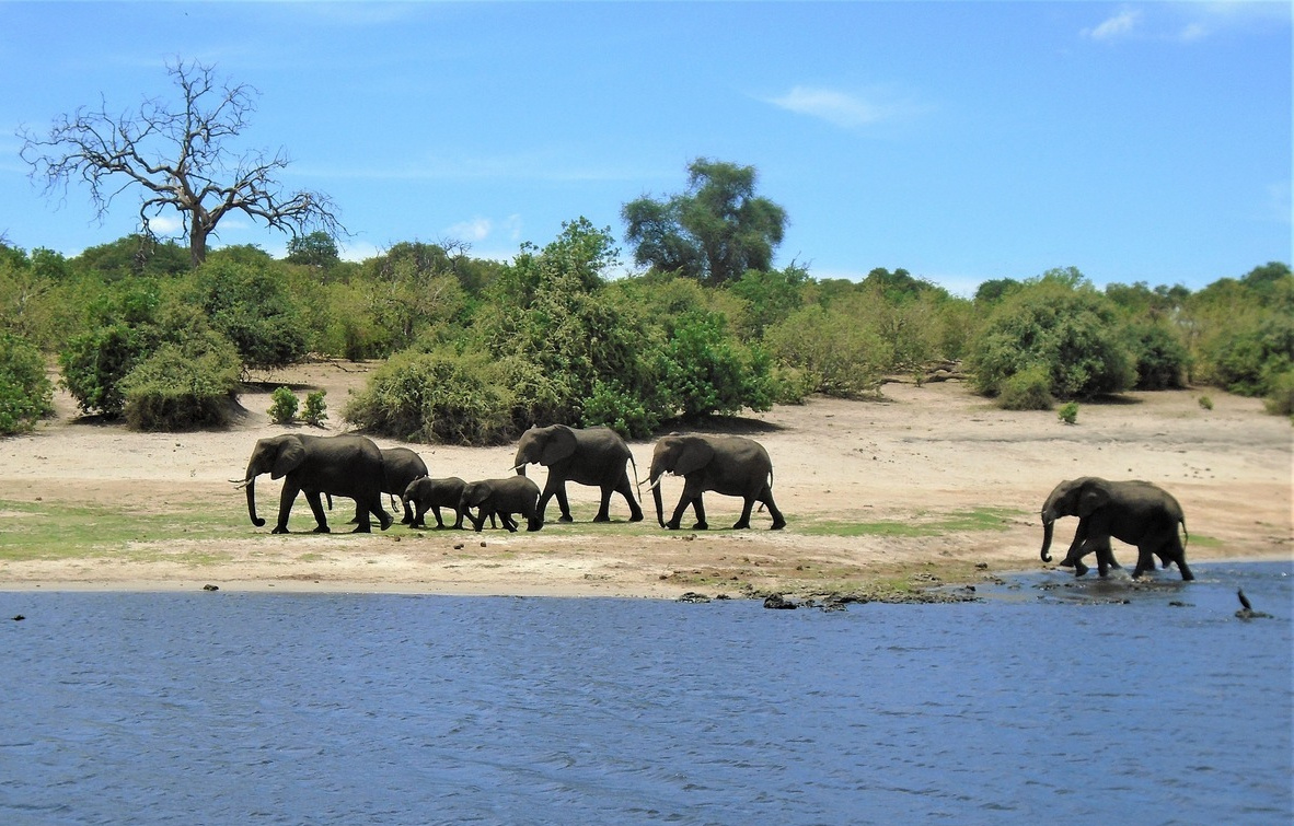 Слоны. африка ботсвана