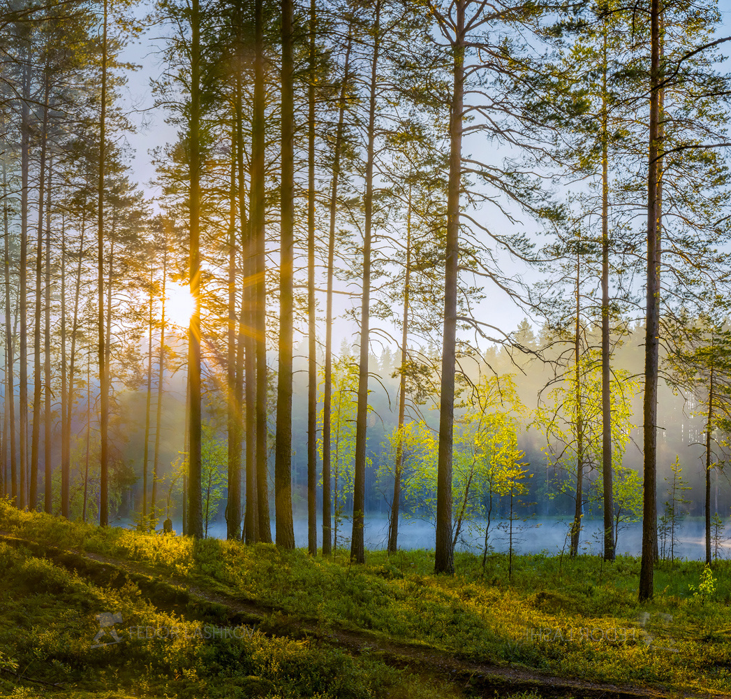 Запах соснового утра Ленинградская область рассвет лето сосны сосновый бор лес туман озеро