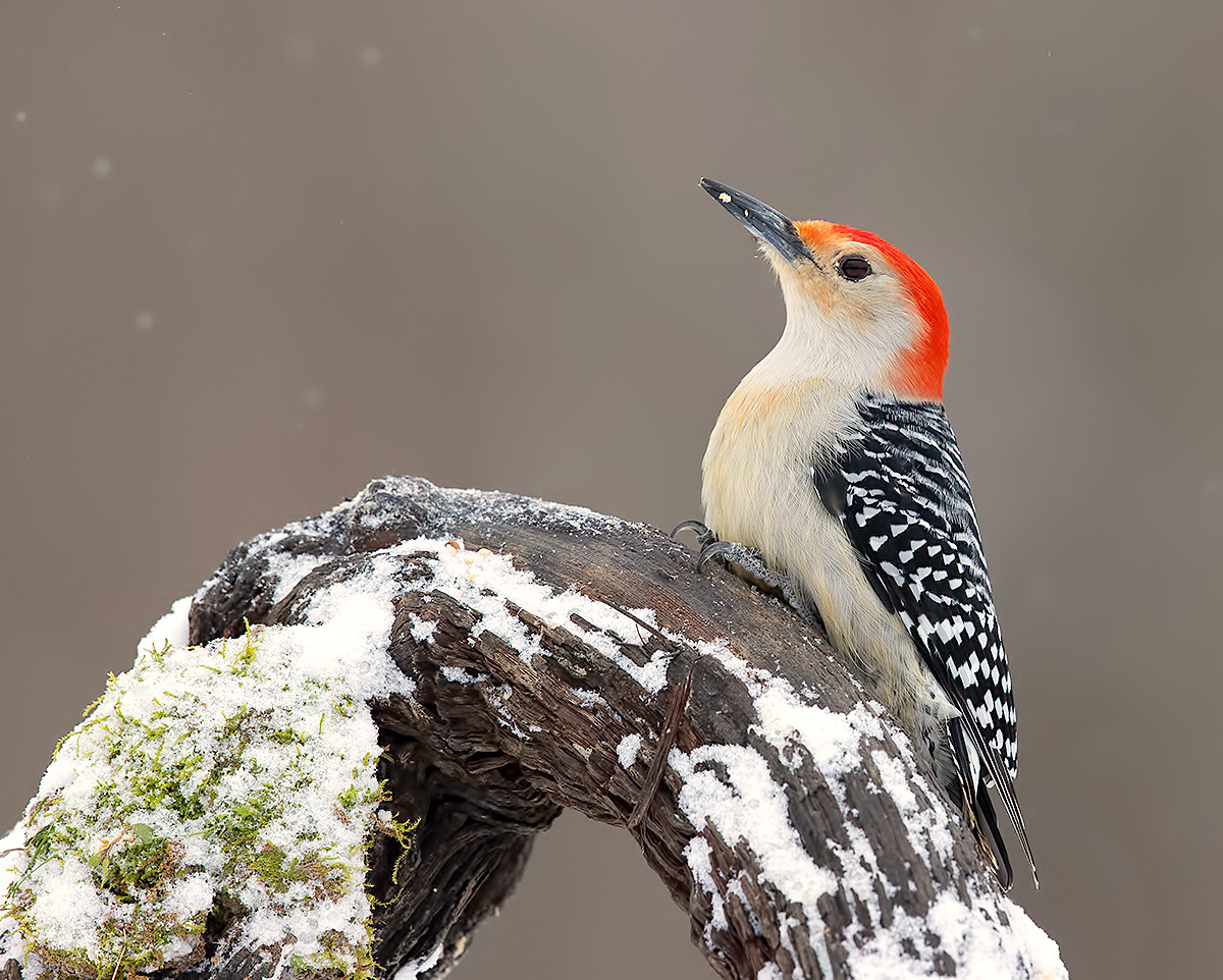 Red-bellied Woodpecker male - Cамец. Каролинский меланерпес 
