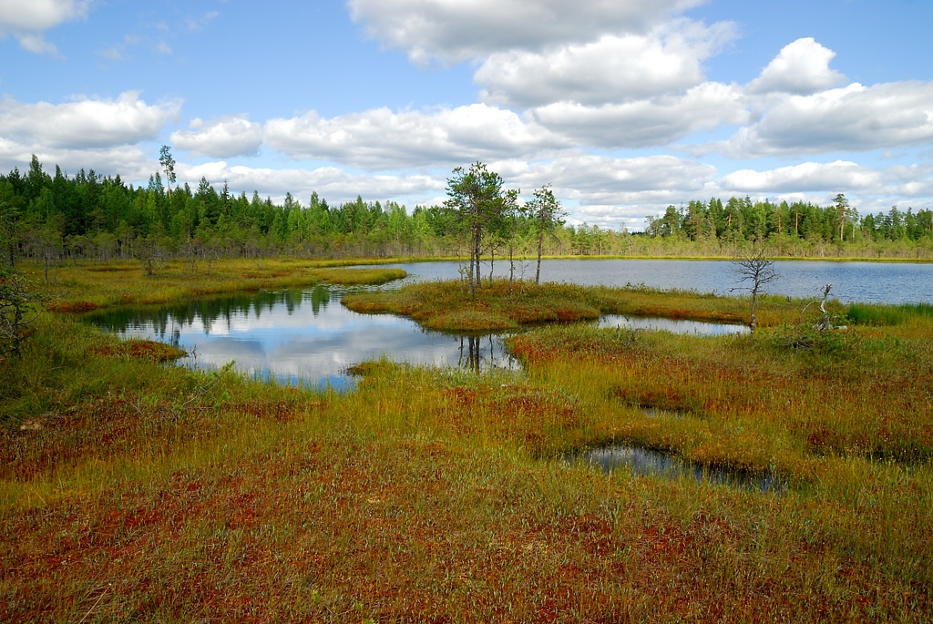 Разноцветье болото осень цвета озеро
