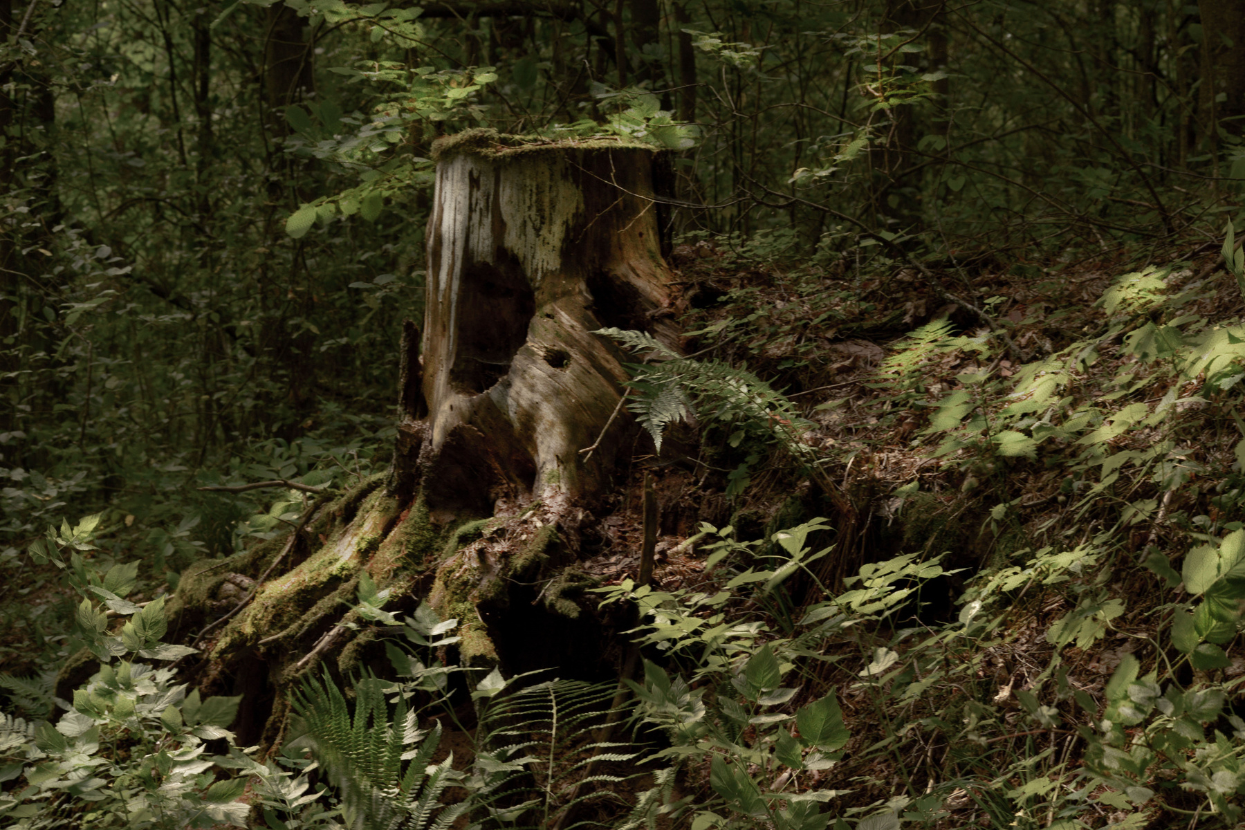 Лесной страж пень лес