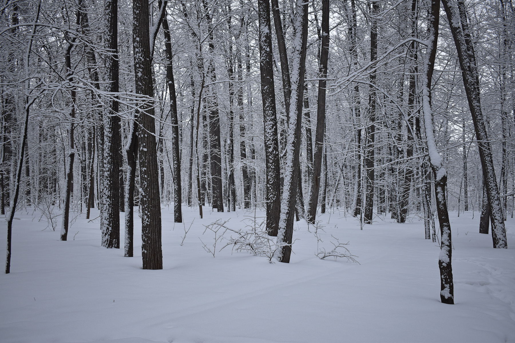 В тишине спящего леса зима снег лес деревья