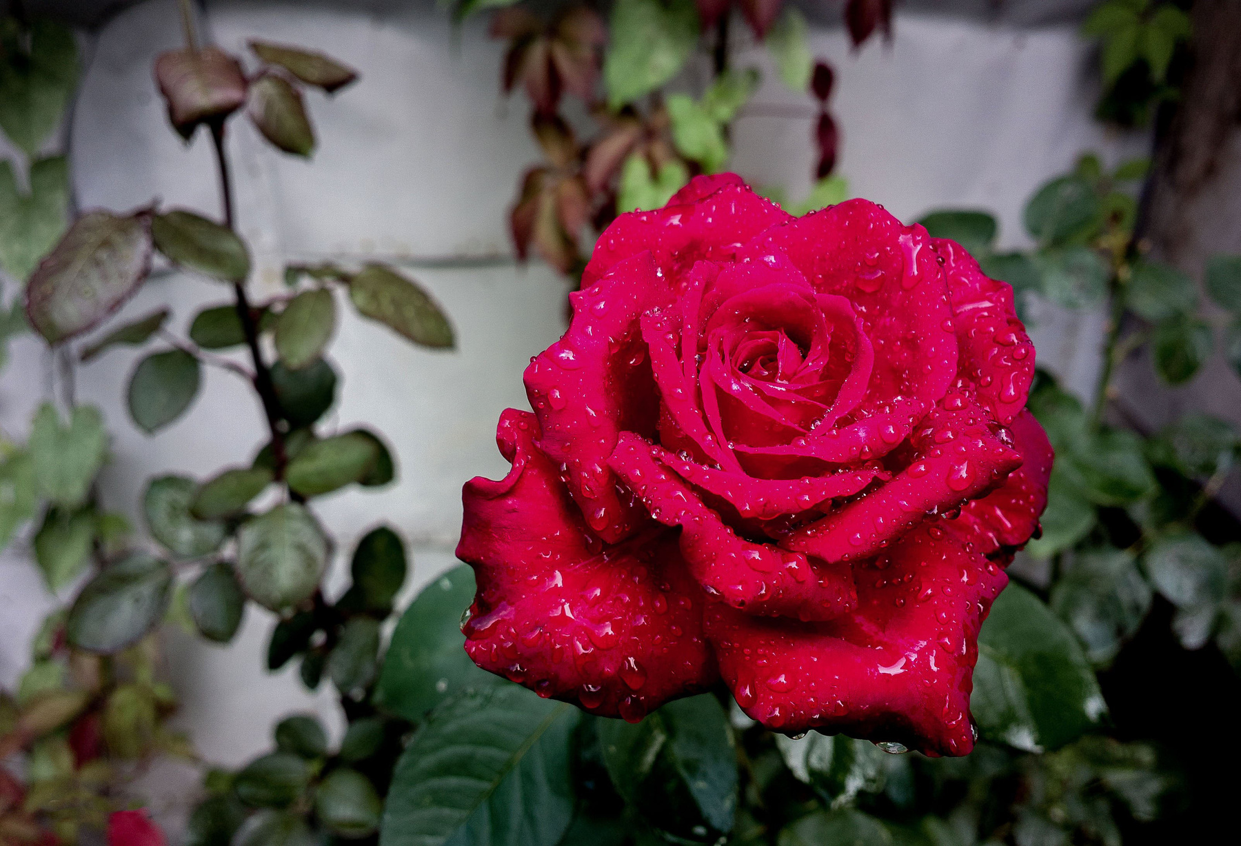 ***роза роза природа красота сад огород