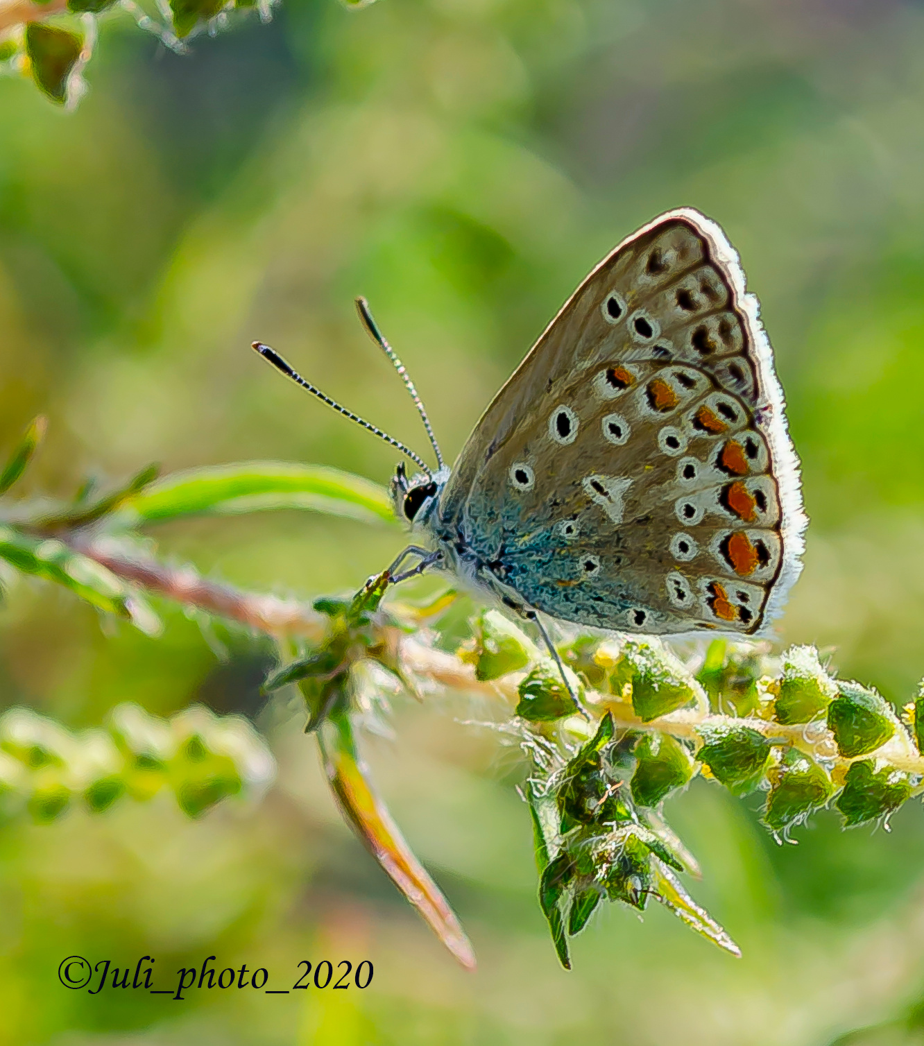 Голубяночка бабочка насекомые природа лето