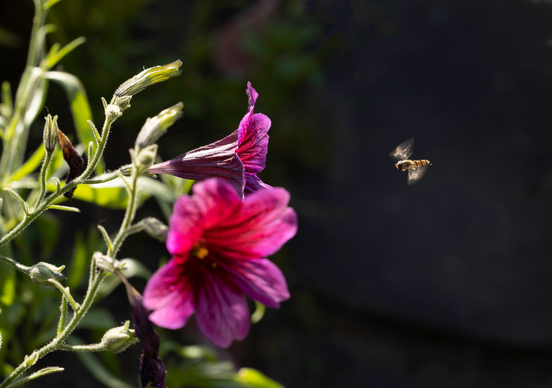 К заветной цели Цветок пчела лето макро насекомое