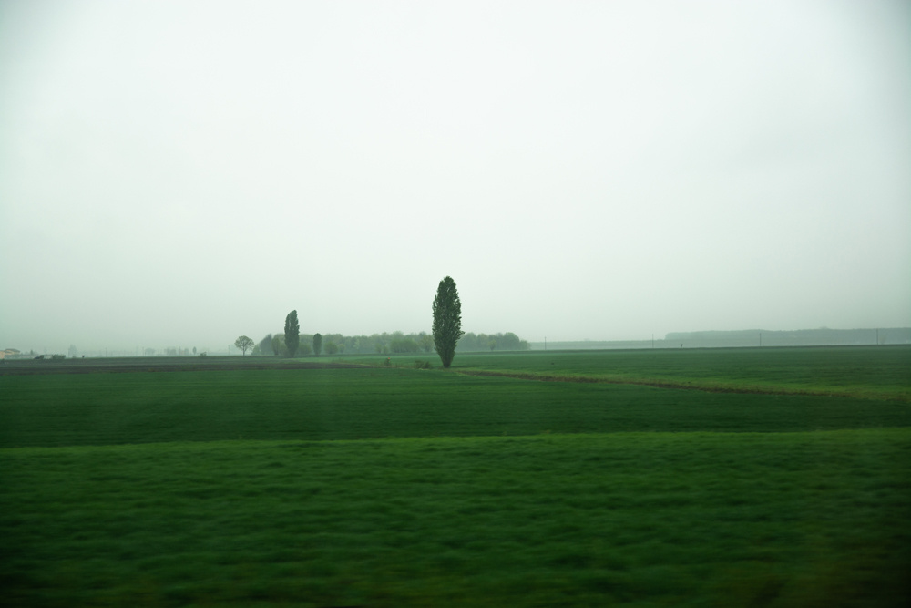 Италия дерево поле туман утро пейзаж природа зеленый