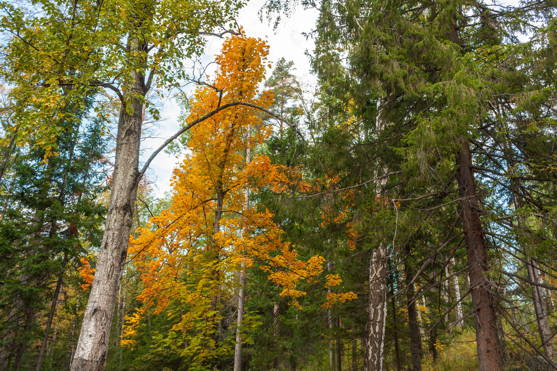 Осенний лес. Южный Урал Миасс природа осень