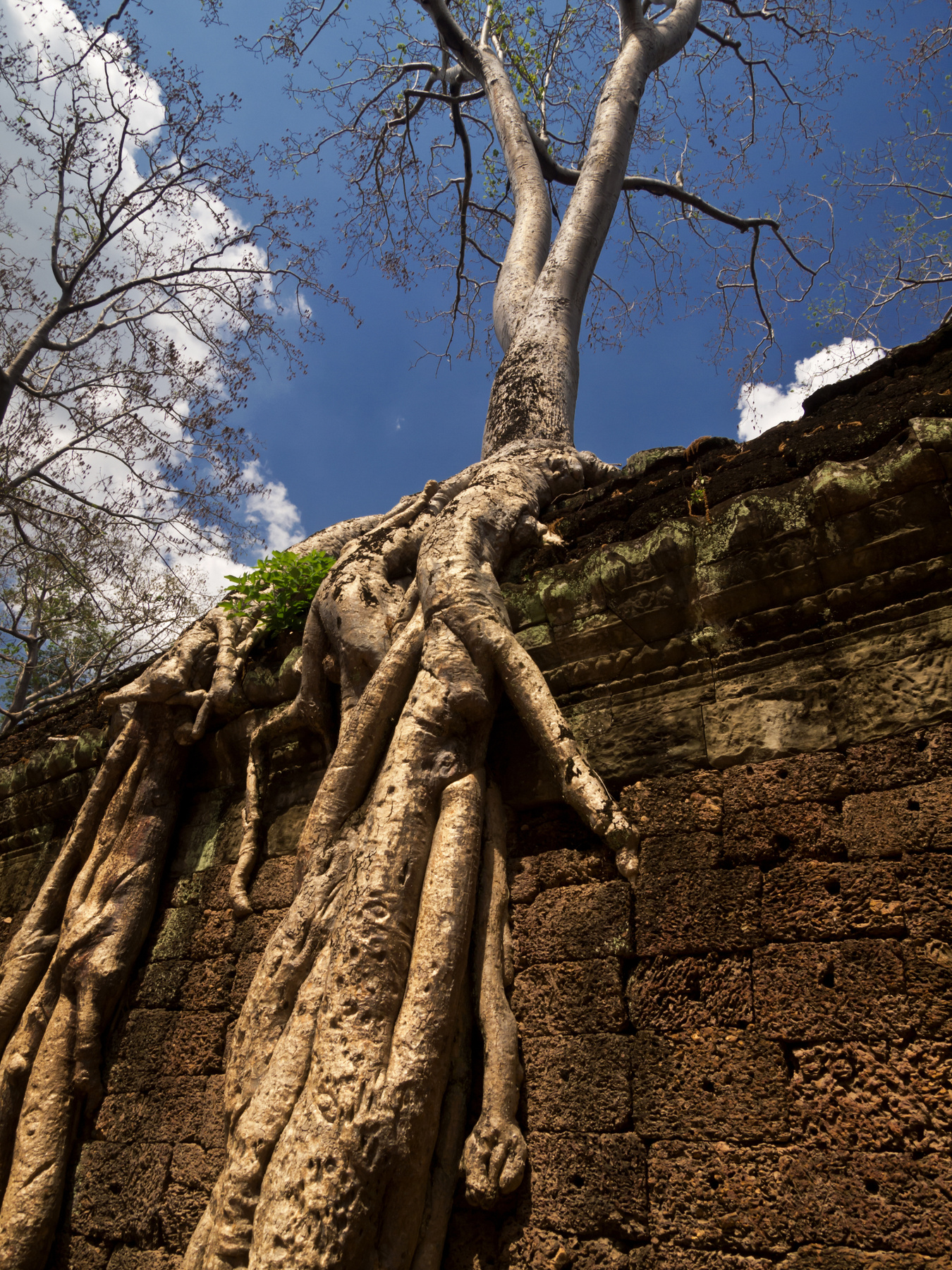 Камень дерево камбоджа храм байон ангкор ангкор-тхом каменные лица история индокитай путешествие храмовый комплекс загадоки Та-Пром