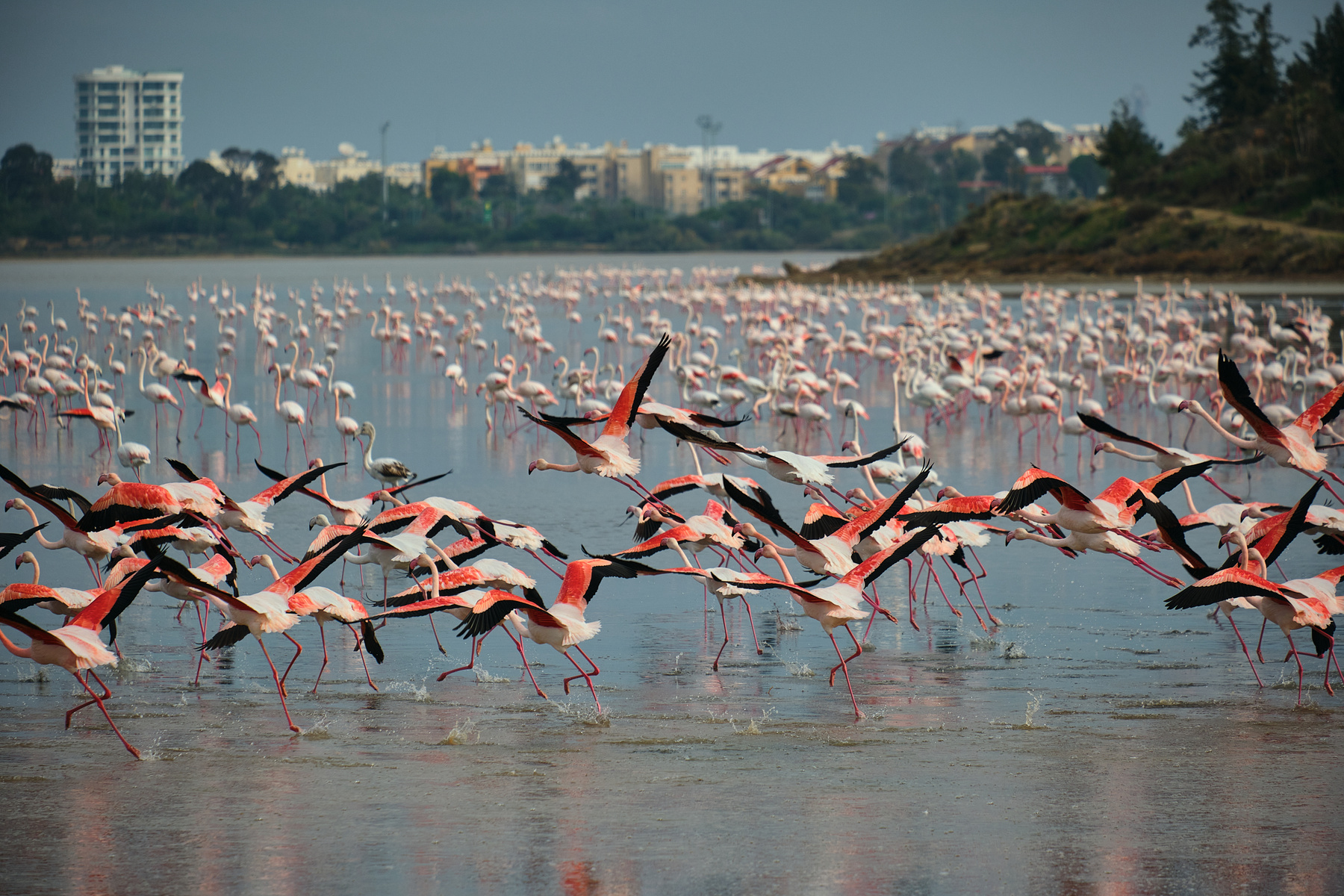 Стая на взлете кипр фламинго озеро вода птицы природа
