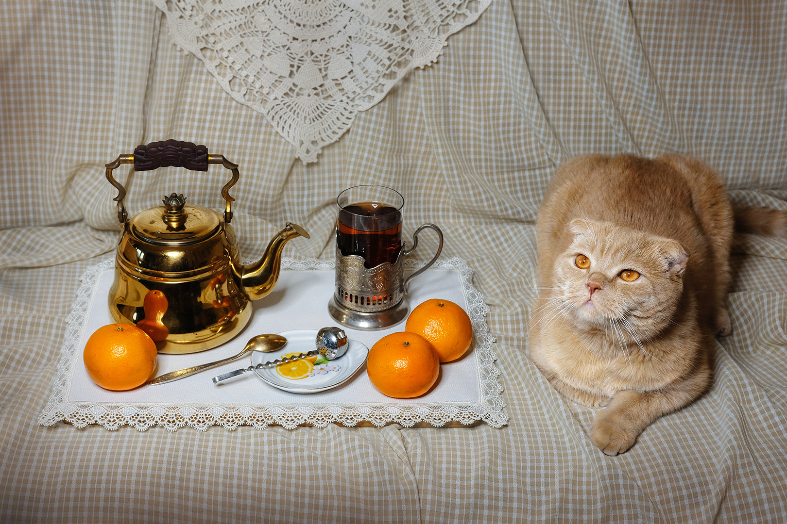 мандариновый чай-2 кот кошка чай чайник стакан подстаканник мандарин