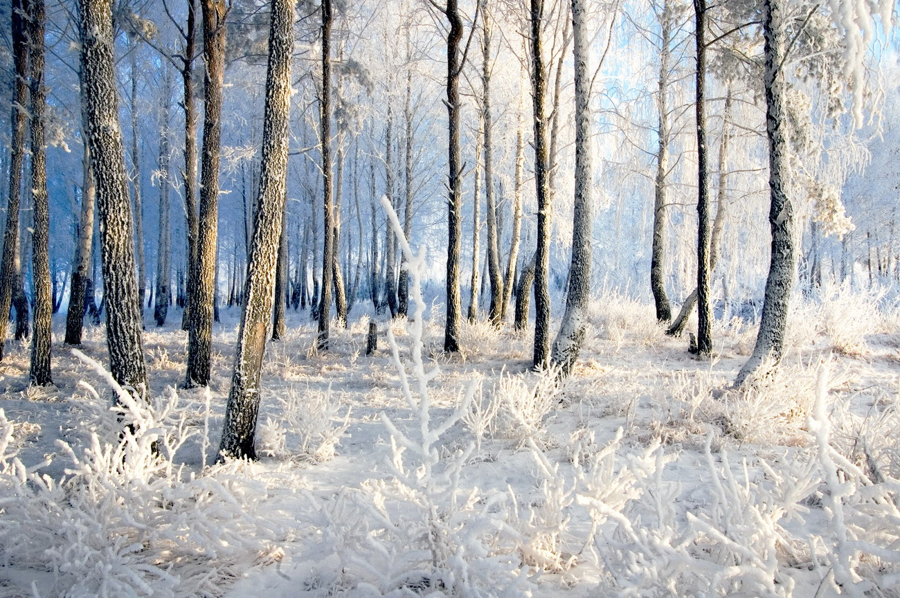 куржа в начале зимы деревья иней мороз