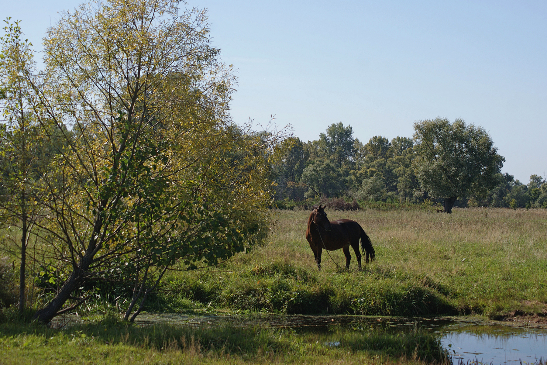 У речки в сентябре сентябрь речка лошадь