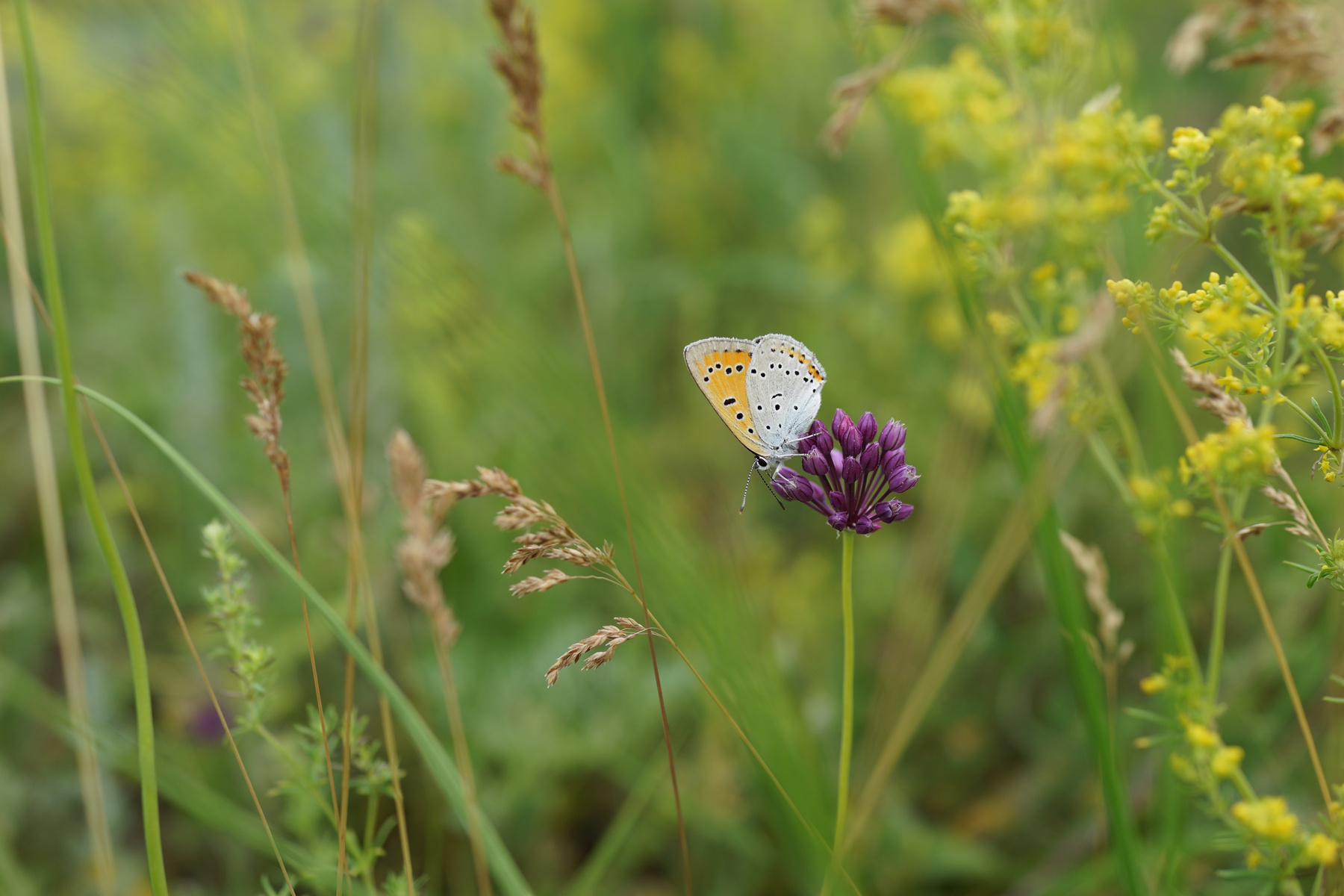 Бабочка бабочка лето природа
