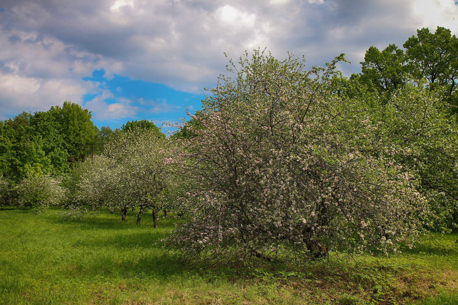 Старый сад Цветение яблонь весна июнь