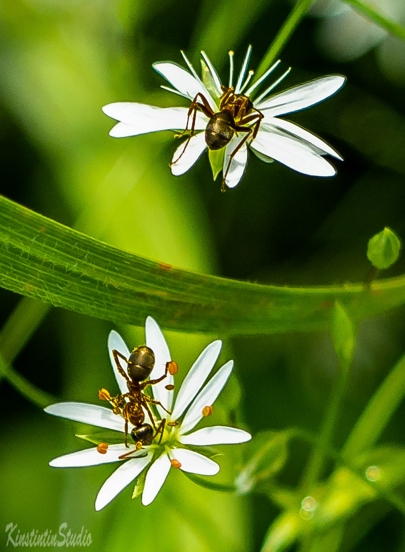 Этюд с муравьями... Муравьи цветы лето июнь