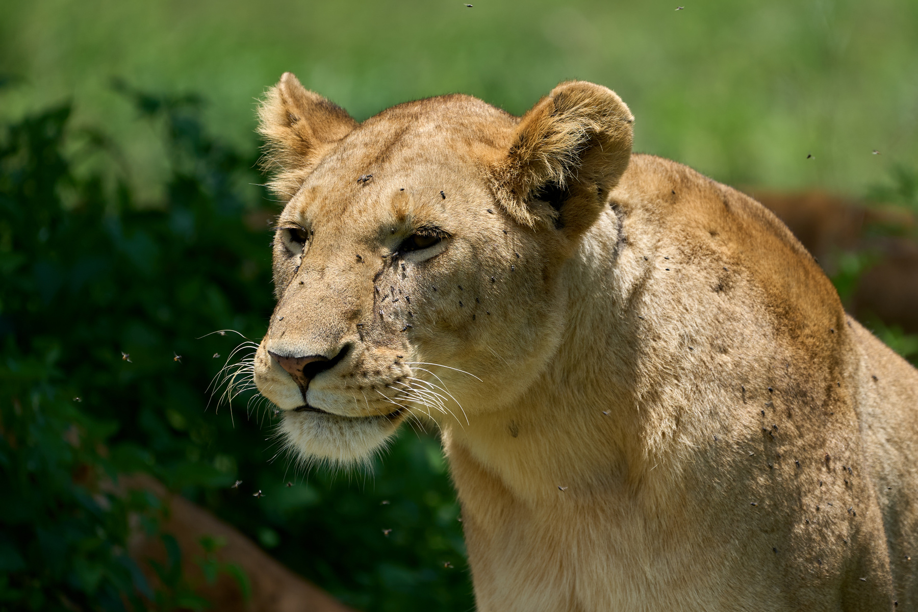 Львица Танзания Нгоронгоро Африка природа животные кошки львы