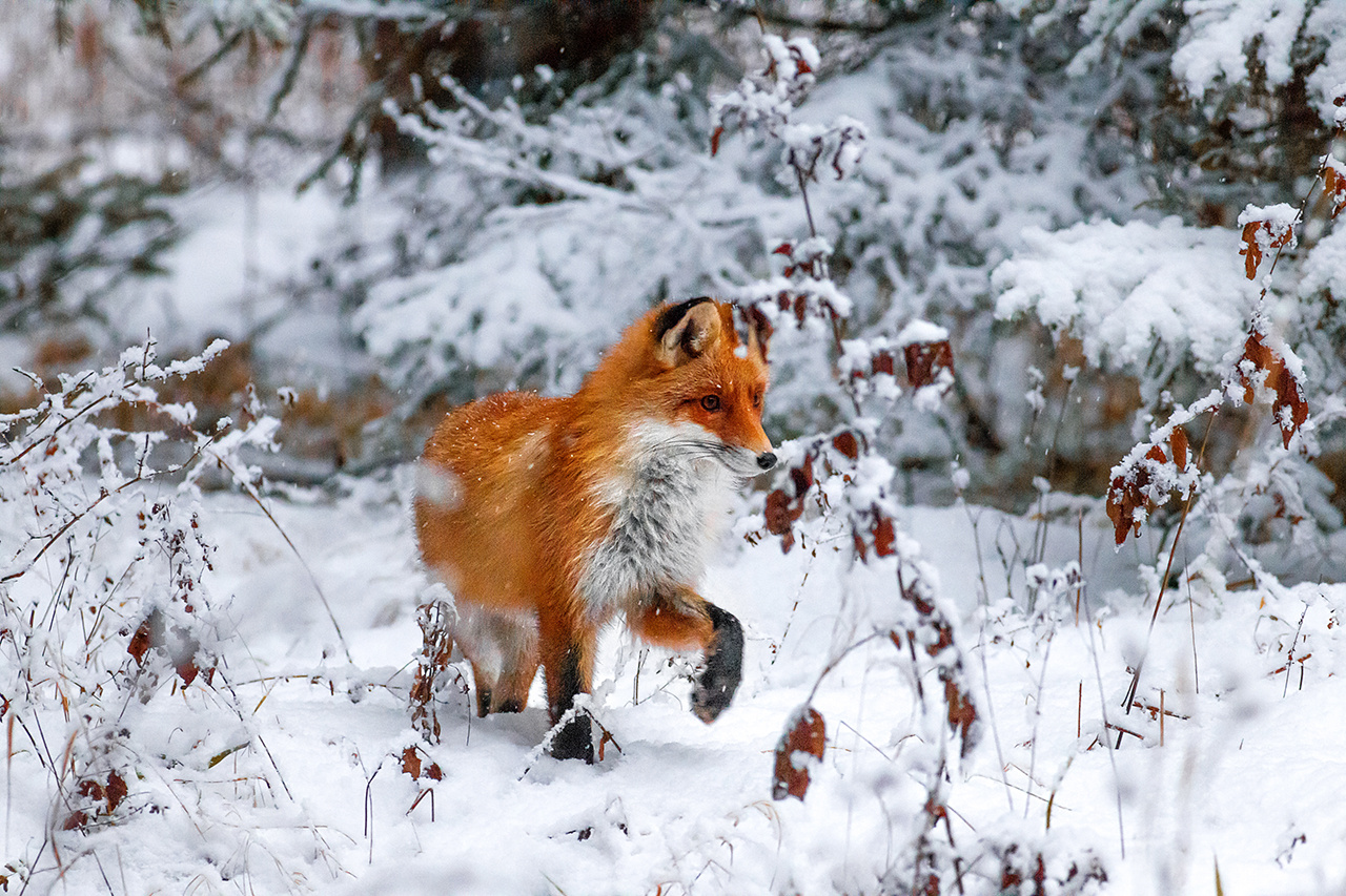 Лисичка сестричка Лиса Рыжая Fox Red Лес Зима
