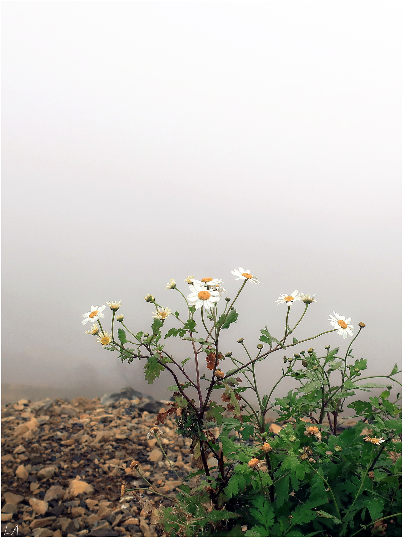 *На краю тумана* (из серии) фотография путешествие горы Роза Хутор туман осень цветы природа Фото.Сайт Светлана Мамакина Lihgra Adventure