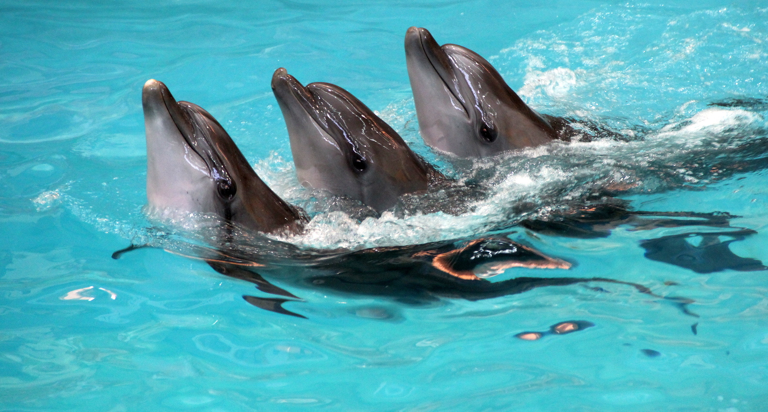 Троится или точно троица?) дельфины животные
