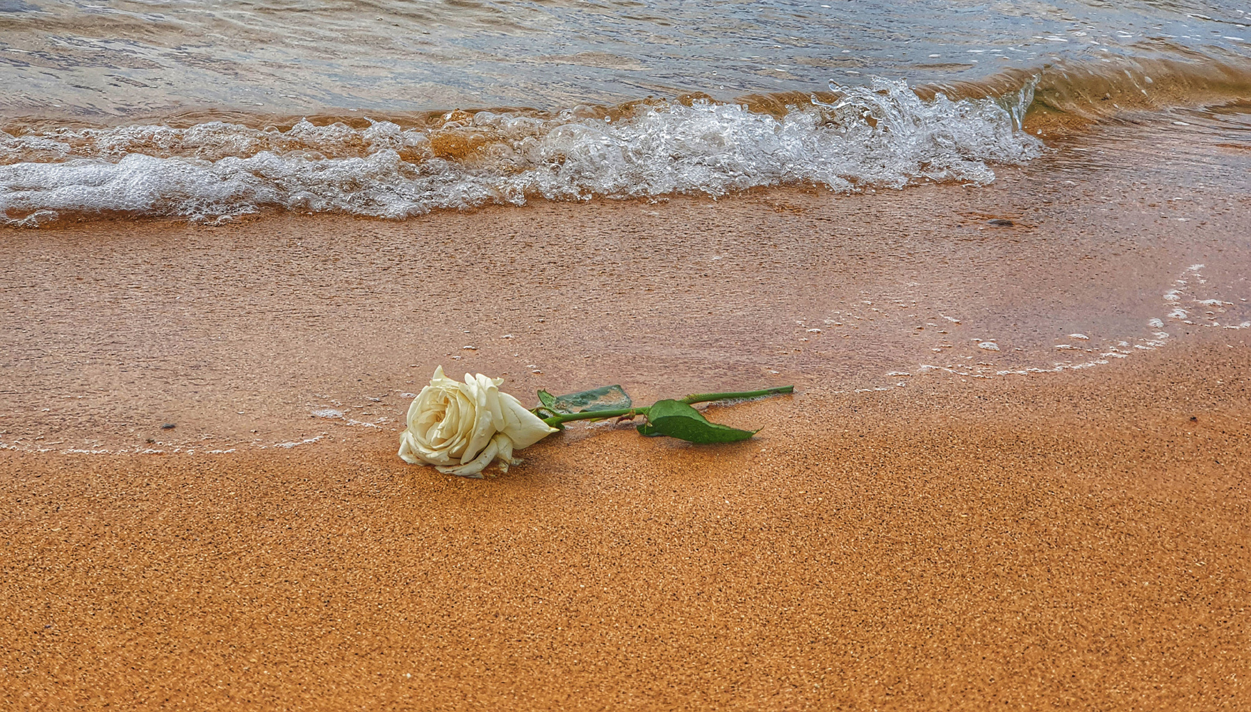 *** океан волна цветок роза