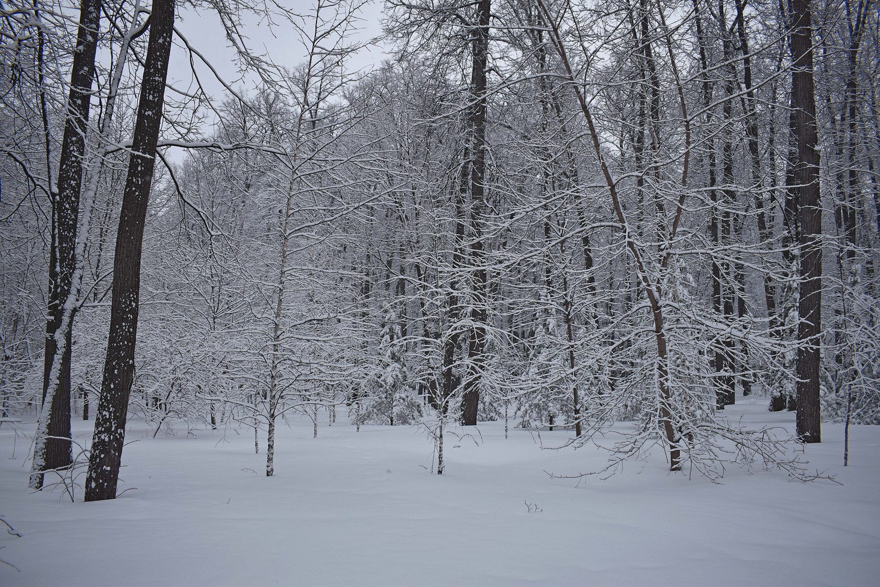 Снежный лес Зимняя графика леса утро