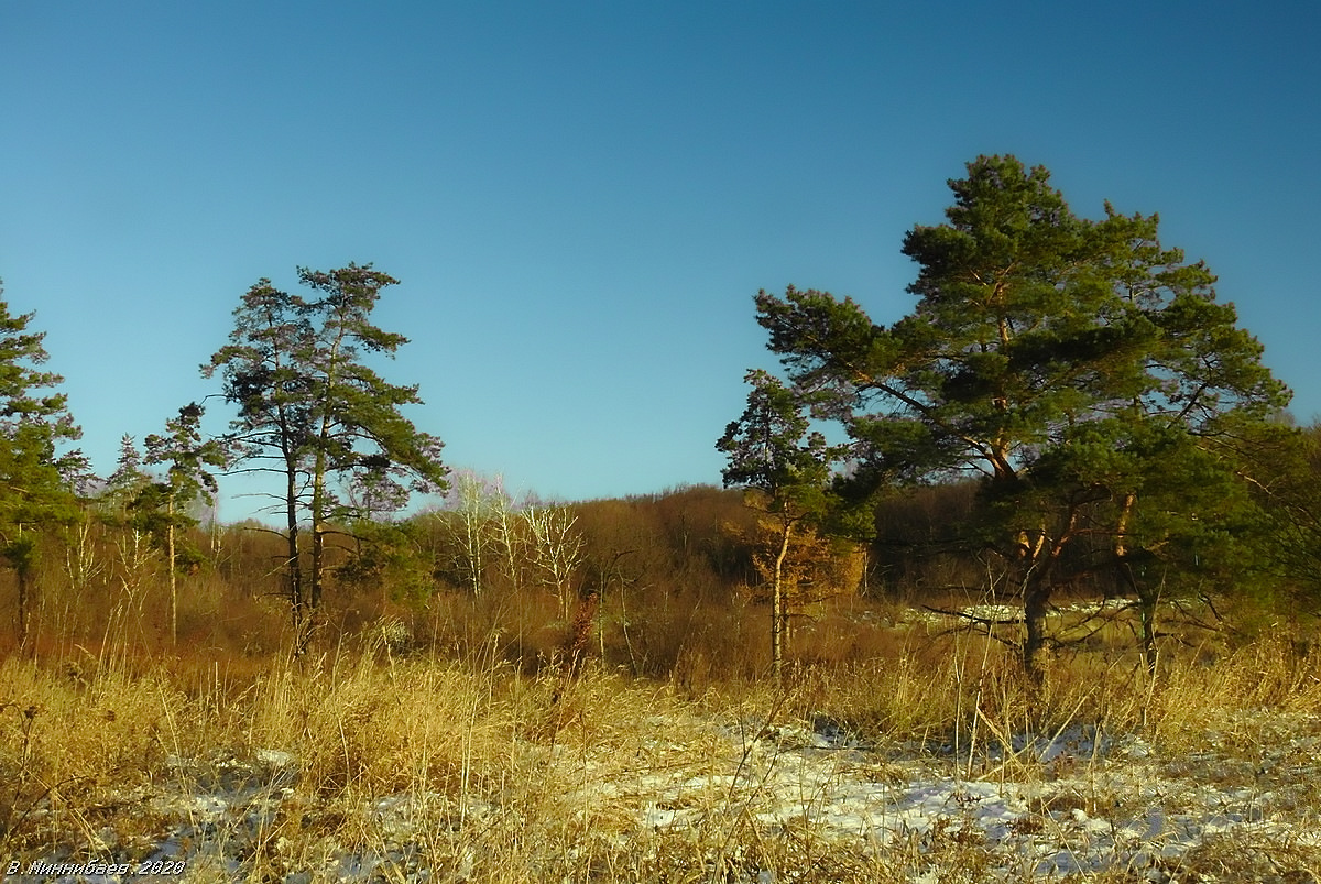 Середина ноября пейзаж природа осень лес сосны снег