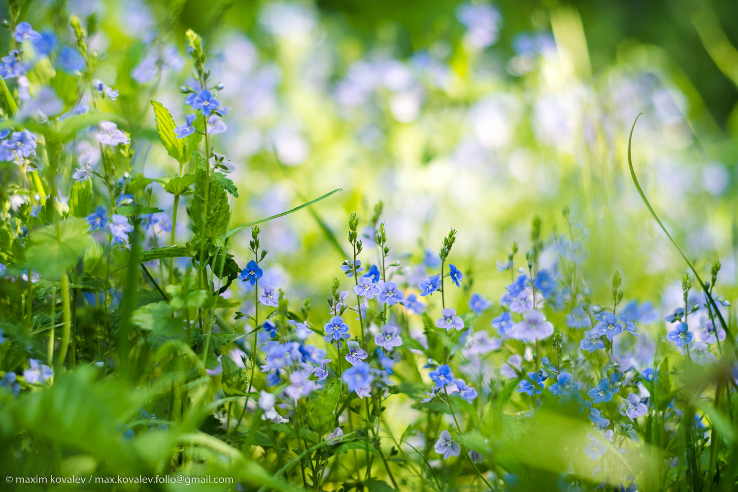 Ждём весну с осени / We are waiting for spring from autumn blue flower grass green nature park plant голубой зелёный парк природа растение трава цвет цветок цветы