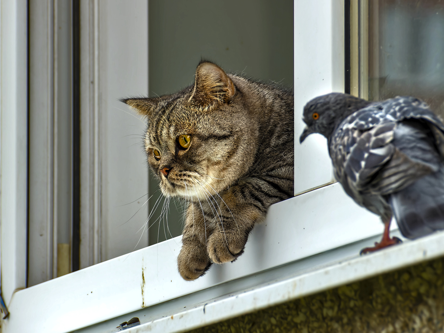 Shit bro. Cat Pigeon.