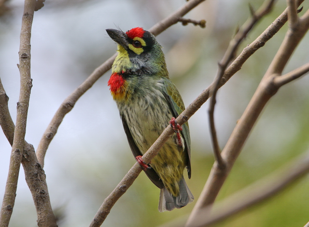 Coppersmith Barbet 