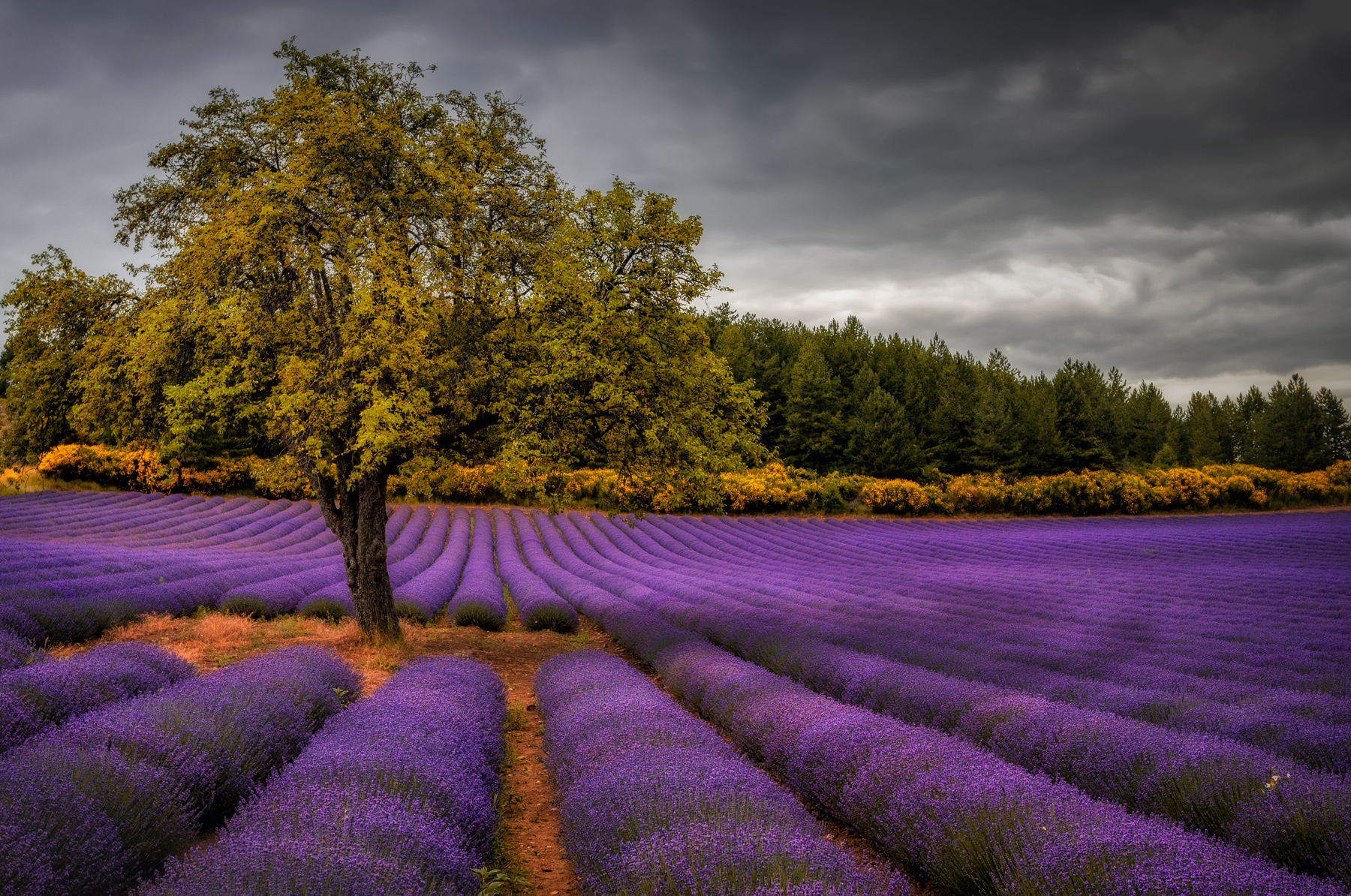 tree in lavender лаванда поле